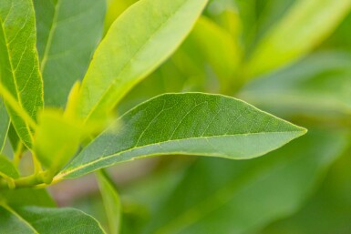 Tupelobaum Nyssa sylvatica Strauch 40-60 C3 Nyssa sylvatica Strauch 40-60 cm