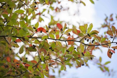 Tupelobaum Nyssa sylvatica Strauch 40-60 C3 Nyssa sylvatica Strauch 40-60 cm