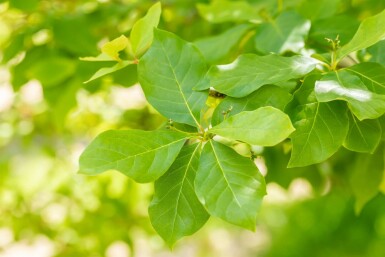 Nyssa sylvatica Strauch 80-100 cm