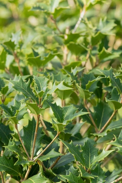 Osmanthus Osmanthus heterophyllus Strauch 60-80 C7,5 Osmanthus heterophyllus Strauch 60-80 cm