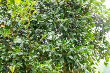 Osmanthus Osmanthus heterophyllus Strauch 60-80 C7,5 Osmanthus heterophyllus Strauch 60-80 cm