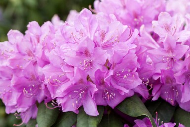 Rhododendron catawbiense 'Boursault' Strauch 40-50 cm