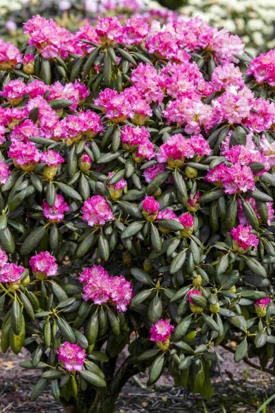 Alpenrose Rhododendron 'Germania' Strauch 60-70 C20 Rhododendron 'Germania' Strauch 60-70 cm