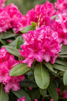 Alpenrose Rhododendron 'Germania' Strauch 60-70 C20 Rhododendron 'Germania' Strauch 60-70 cm