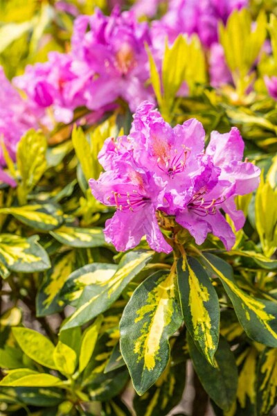 Rhododendron 'Goldflimmer' Strauch 30-40 cm