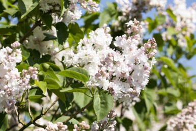 Gemeiner flieder Syringa vulgaris 'Beauty of Moscow' Strauch 60-80 C4 Syringa vulgaris 'Beauty of Moscow' Strauch 60-80 cm