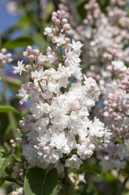 Syringa vulgaris 'Beauty of Moscow' Strauch 60-80 cm