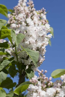 Gemeiner flieder Syringa vulgaris 'Beauty of Moscow' Strauch 80-100 C12 Syringa vulgaris 'Beauty of Moscow' Strauch 80-100 cm