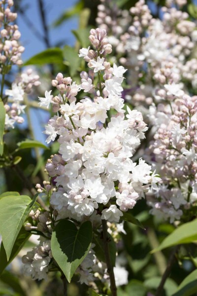 Syringa vulgaris 'Beauty of Moscow' Strauch 125-150 cm