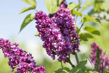 Flieder Syringa vulgaris 'Charles Joly' Strauch 60-80 C7,5 Syringa vulgaris 'Charles Joly' Strauch 60-80 cm