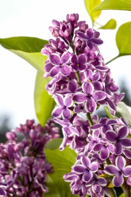 Syringa vulgaris 'Sensation' Strauch 100-125 cm