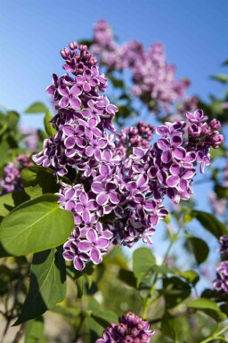Syringa vulgaris 'Sensation' Strauch 100-125 cm