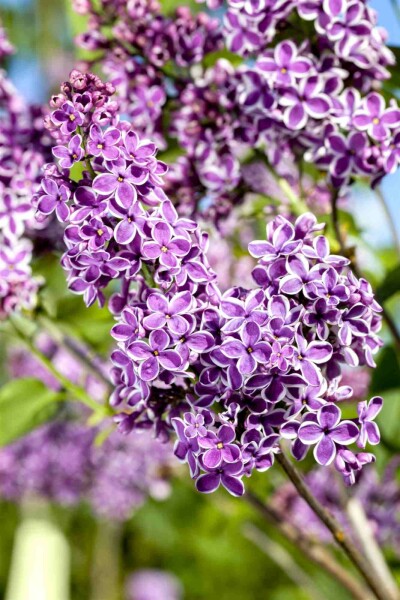 Gemeiner flieder Syringa vulgaris 'Sensation' Strauch 125-150 C35 Syringa vulgaris 'Sensation' Strauch 125-150 cm