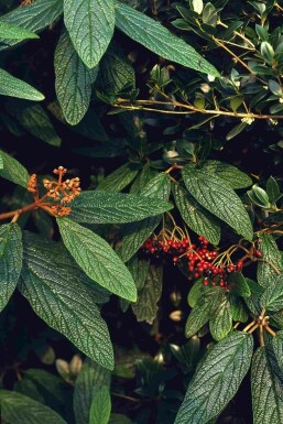 Viburnum rhytidophyllum Strauch 60-80 cm