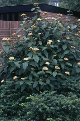 Viburnum rhytidophyllum Strauch 125-150 cm