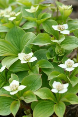 Kanadischer Hartriegel Cornus canadensis Strauch Cornus canadensis Strauch