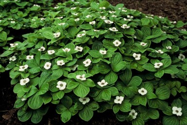 Kanadischer Hartriegel Cornus canadensis Strauch Cornus canadensis Strauch
