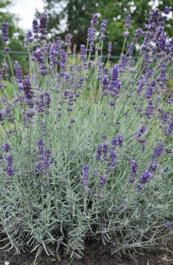 Echter Lavendel Lavandula angustifolia 'Hidcote' Topf Lavandula angustifolia 'Hidcote'