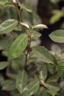 Elaeagnus ebbingei Spalierbaum