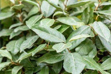 Elaeagnus ebbingei Spalierbaum 10/12 190cm Stamm 150b x 120h