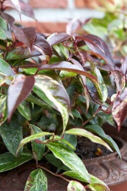 Bunte Traubenheide Leucothoe fontanesiana 'Rainbow' Topf Leucothoe fontanesiana 'Rainbow'