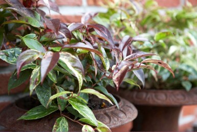 Bunte Traubenheide Leucothoe fontanesiana 'Rainbow' Topf Leucothoe fontanesiana 'Rainbow'