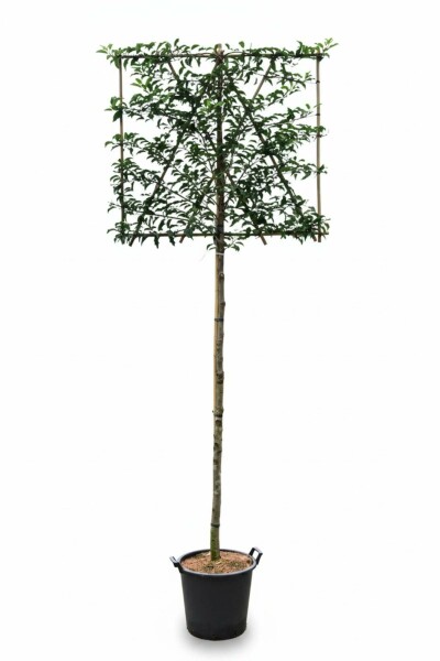 Prunus lusitanica 'Brenelia' Spalierbaum 10/12 180cm Stamm 150b x 120h