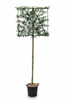 Prunus lusitanica 'Brenelia' Spalierbaum