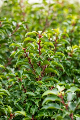 Prunus lusitanica 'Brenelia' Spalierbaum