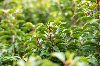 Prunus lusitanica 'Brenelia' Spalierbaum 10/12 180cm Stamm 150b x 120h