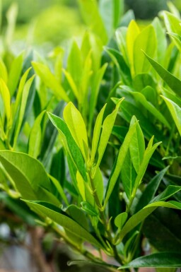 Prunus laurocerasus 'Caucasica'