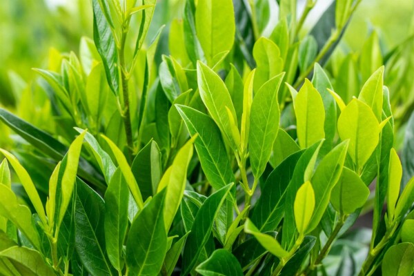 Prunus laurocerasus 'Caucasica'