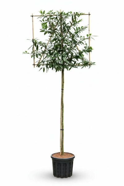 Prunus laurocerasus 'Caucasica' Spalierbaum 12/14 220cm Stamm 150b x 120h