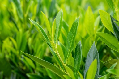 Prunus laurocerasus 'Caucasica' Spalierbaum 12/14 220cm Stamm 150b x 120h