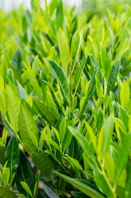 Prunus laurocerasus 'Caucasica' Spalierbaum 12/14 220cm Stamm 150b x 120h