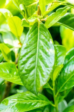 Prunus laurocerasus 'Novita' Spalierbaum
