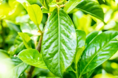 Prunus laurocerasus 'Novita' Spalierbaum 14/16 180cm Stamm 150b x 120h