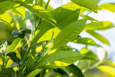 Prunus laurocerasus 'Novita' Spalierbaum 14/16 180cm Stamm 150b x 120h