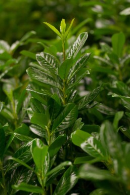 Prunus laurocerasus 'Novita' Spalierbaum 14/16 180cm Stamm 150b x 120h