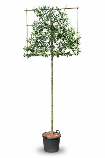 Prunus lusitanica 'Angustifolia' Spalierbaum 10/12 120cm Stamm 150b x 120h