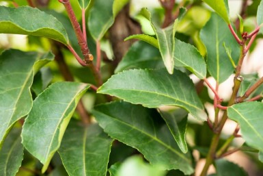 Prunus lusitanica 'Angustifolia' Spalierbaum