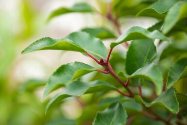 Prunus lusitanica 'Angustifolia' Spalierbaum 10/12 120cm Stamm 150b x 120h