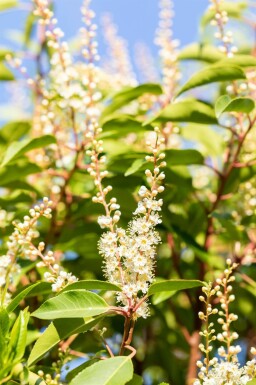 Prunus lusitanica 'Angustifolia' Spalierbaum 10/12 120cm Stamm 150b x 120h