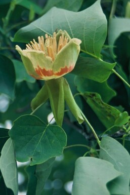 Amerikanischer Tulpenbaum Liriodendron tulipifera strauch 60-80 C5 Liriodendron tulipifera Strauch 60-80 cm