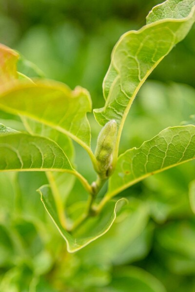 Magnolia kobus Spalierbaum 10/12 180cm Stamm 150b x 120h