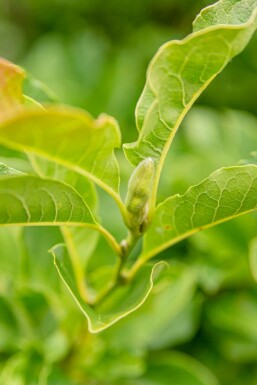 Magnolia kobus Spalierbaum 10/12 180cm Stamm 150b x 120h