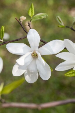 Magnolia kobus Spalierbaum 10/12 180cm Stamm 150b x 120h