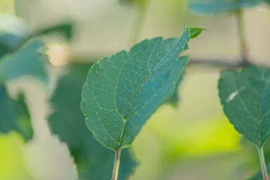 Malus 'Red Sentinel' Spalierbaum 12/14 200cm Stamm 150b x 120h