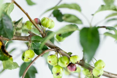 Malus 'Red Sentinel' Spalierbaum 12/14 200cm Stamm 150b x 120h