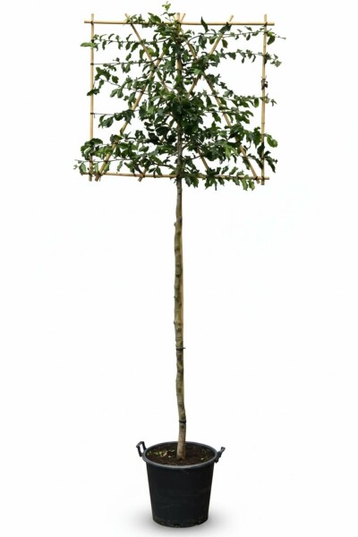 Parrotia persica Spalierbaum 14/16 200cm Stamm 150b x 120h